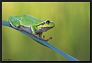 Boomkikker, European Tree Frog, Hyla arborea Location: Tiszagyenda, Hungary boomkikker MG 8687 kopie